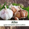 Alho