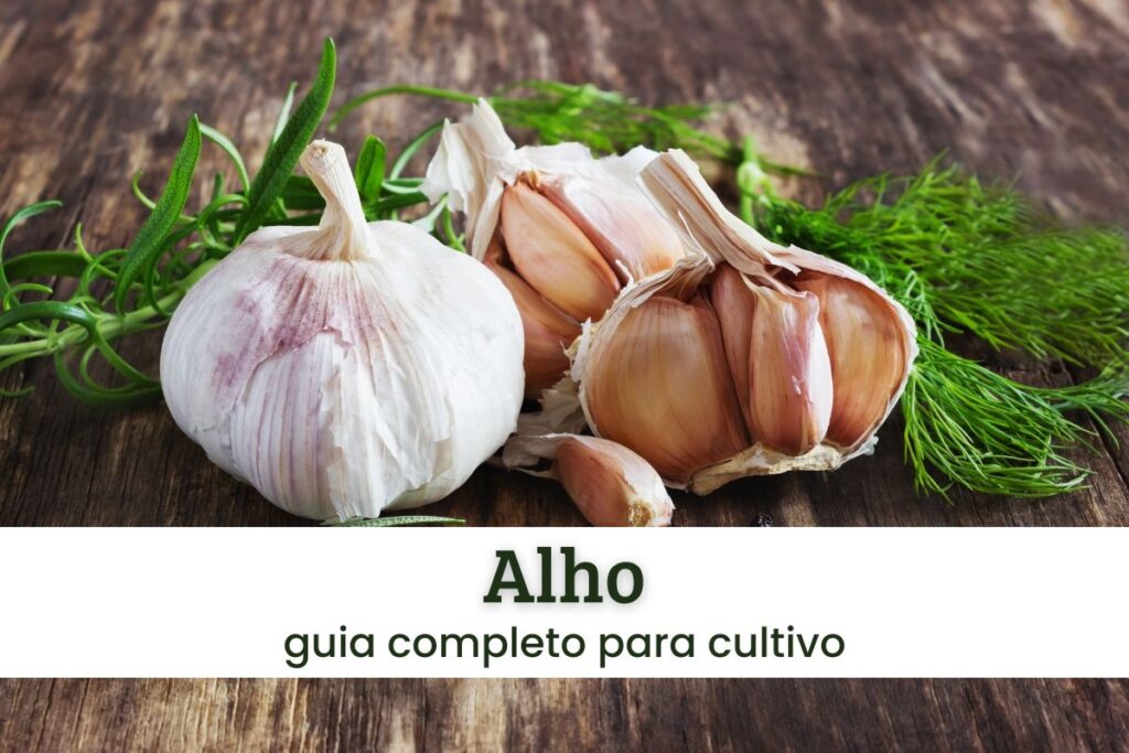 Loja 30 Alho