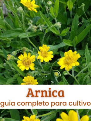 Arnica Arnica.
