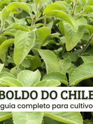 BOLDO DO CHILE BOLDO DO CHILE,