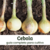 Cebola.