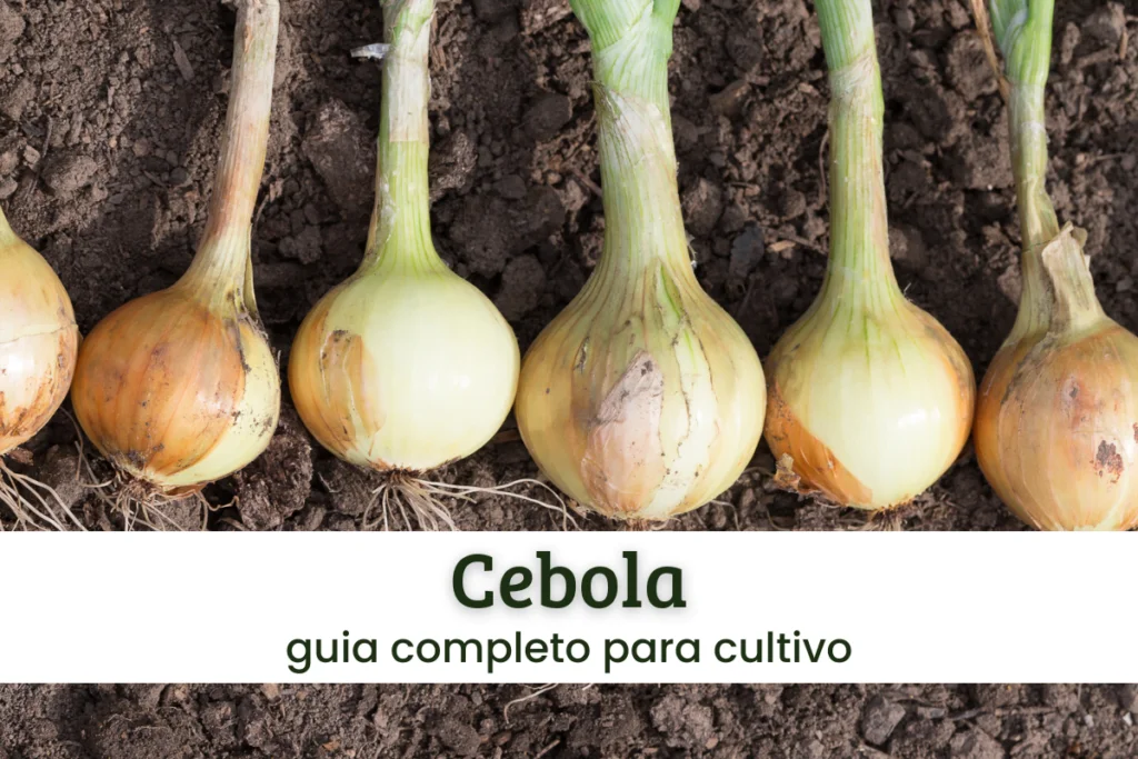 Cebola.