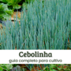Cebolinha.