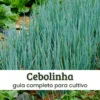 Cebolinha Cebolinha.