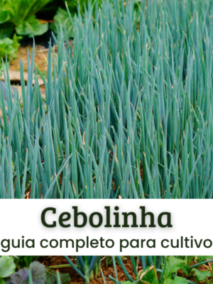 Cebolinha Cebolinha.