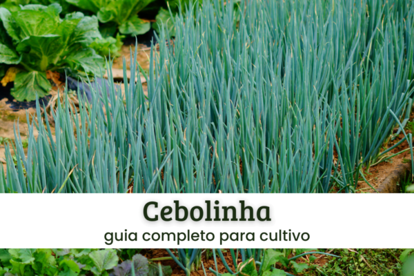 Cebolinha.