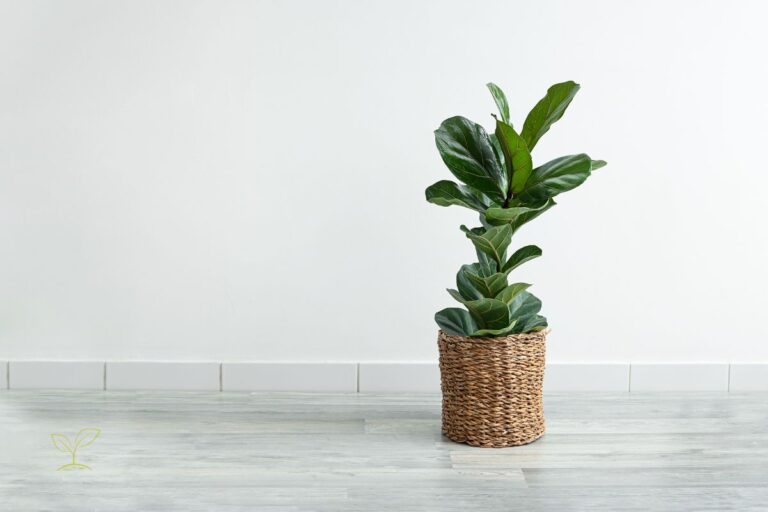 Como fazer muda de ficus lyrata? Confira um guia com passo a passo 1 Como fazer muda de ficus lyratta.
