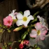 Rosa do Deserto