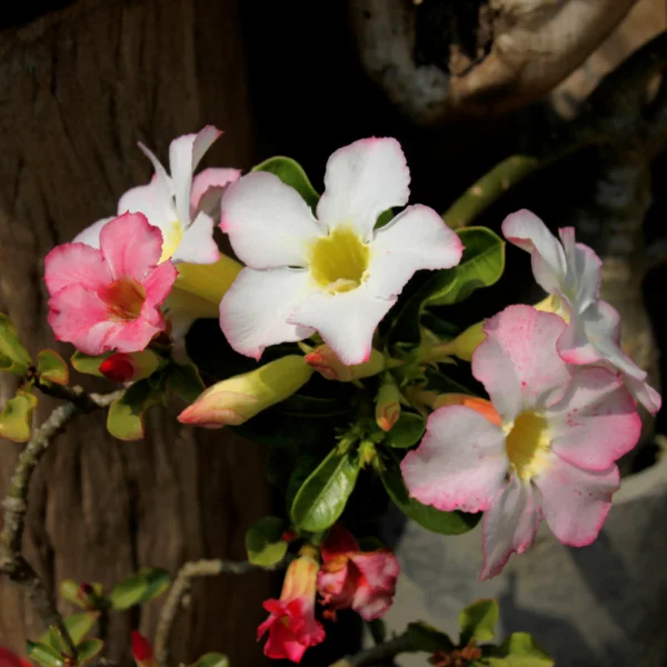 Rosa do Deserto