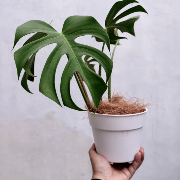 Costela de adão (1) Costela de adão