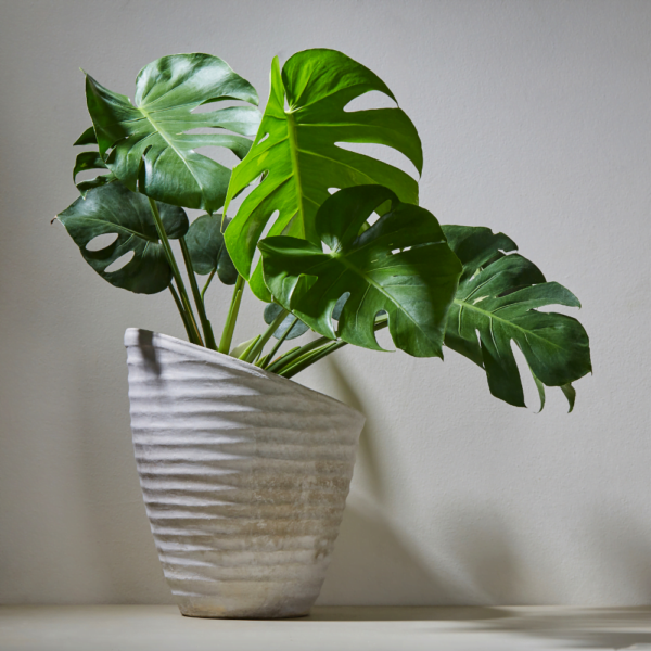 Costela de adão (2) Costela de adão