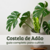 Costela de adão (3) Costela de adão