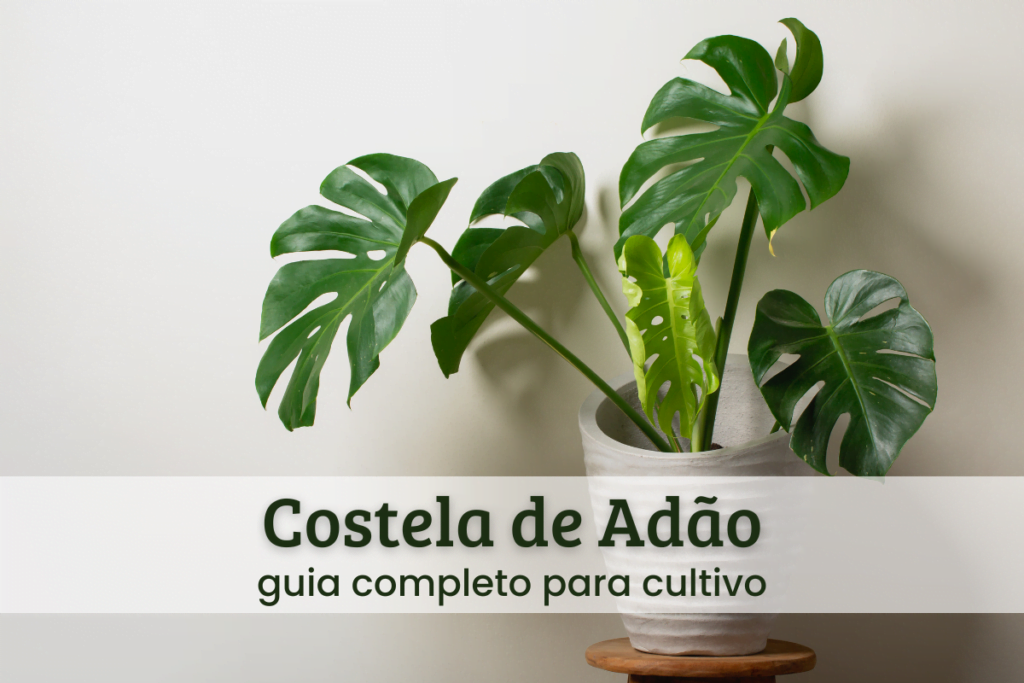 Loja 20 Costela de adão