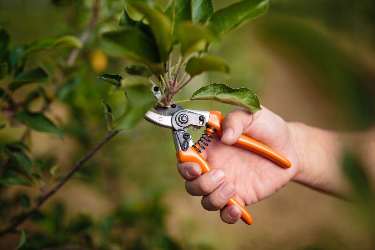 Época de podar árvores frutíferas .