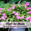 Flor-de-Maio Flor-de-maio