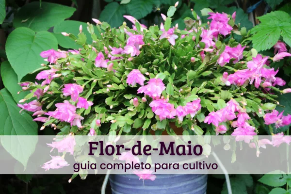 Flor-de-maio