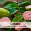 Goiaba;