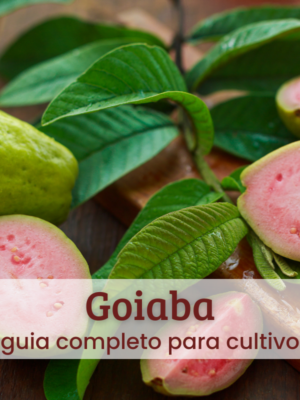 Goiaba (4) Goiaba;