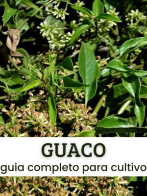 Guaco Guaco.