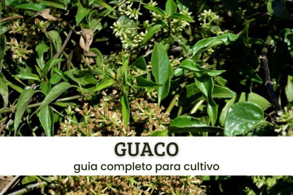 Guaco Guaco.