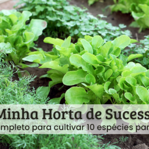 Minha horta de sucesso.