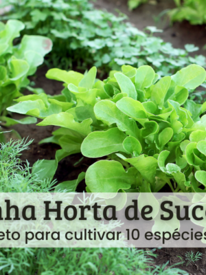 Horta de Sucesso (1) Minha horta de sucesso.