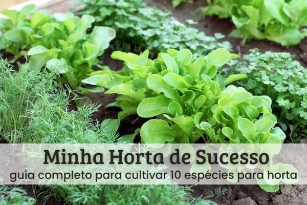 Minha horta de sucesso.