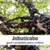 Jabuticaba.