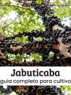 Jabuticaba (1) Jabuticaba.