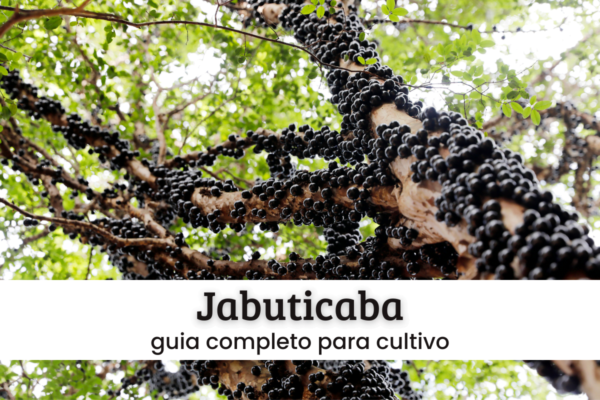 Jabuticaba.