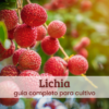 Lichia.