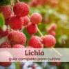 Lichia.