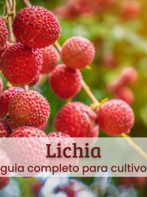 Lichia Lichia.