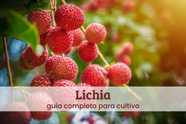 Lichia.