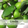 Limão (1) Limão.