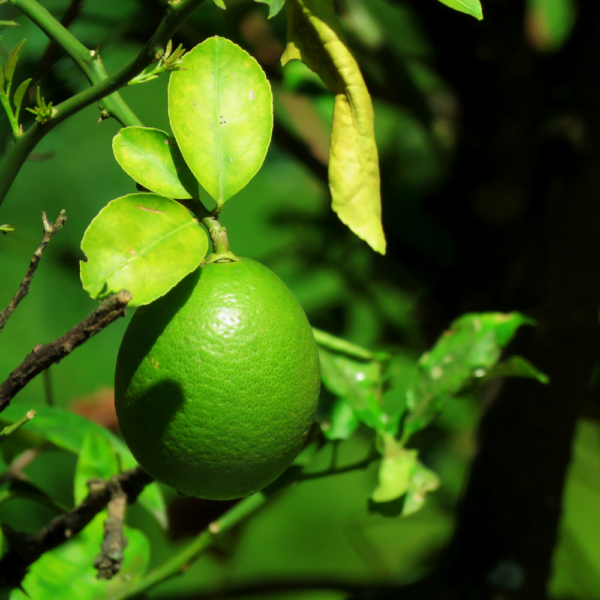 Limão (3) Limão.
