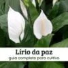 lírio da paz Lírio da paz