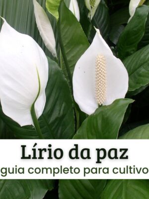 lírio da paz Lírio da paz