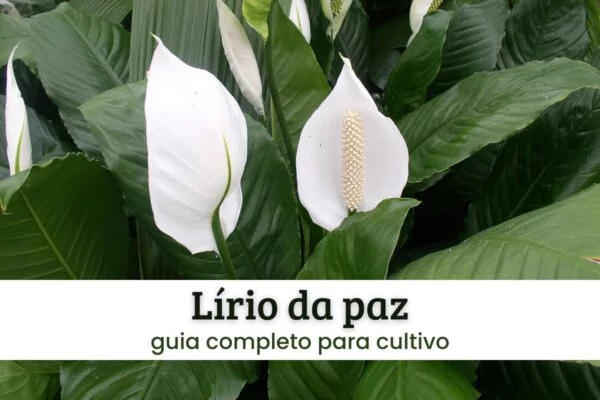 lírio da paz Lírio da paz