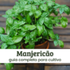 Manjericão (1) Manjericão.
