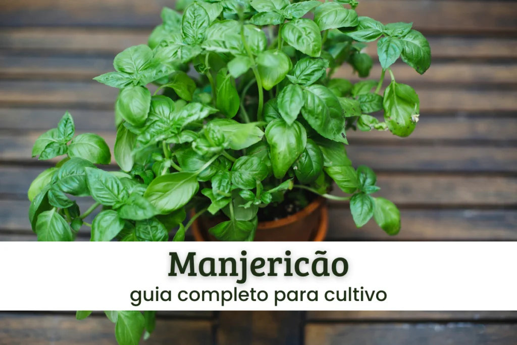 Manjericão.
