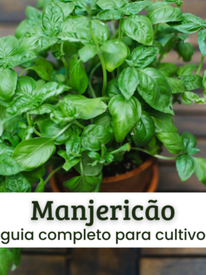 Manjericão (1) Manjericão.