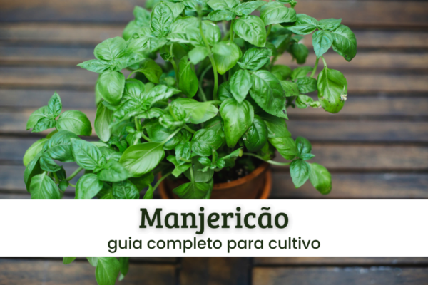 Manjericão (1) Manjericão.