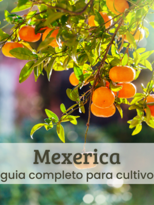 Mexerica (4) Mexerica.