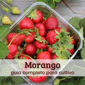 Morango.