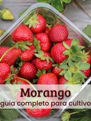 Morango (1) Morango.