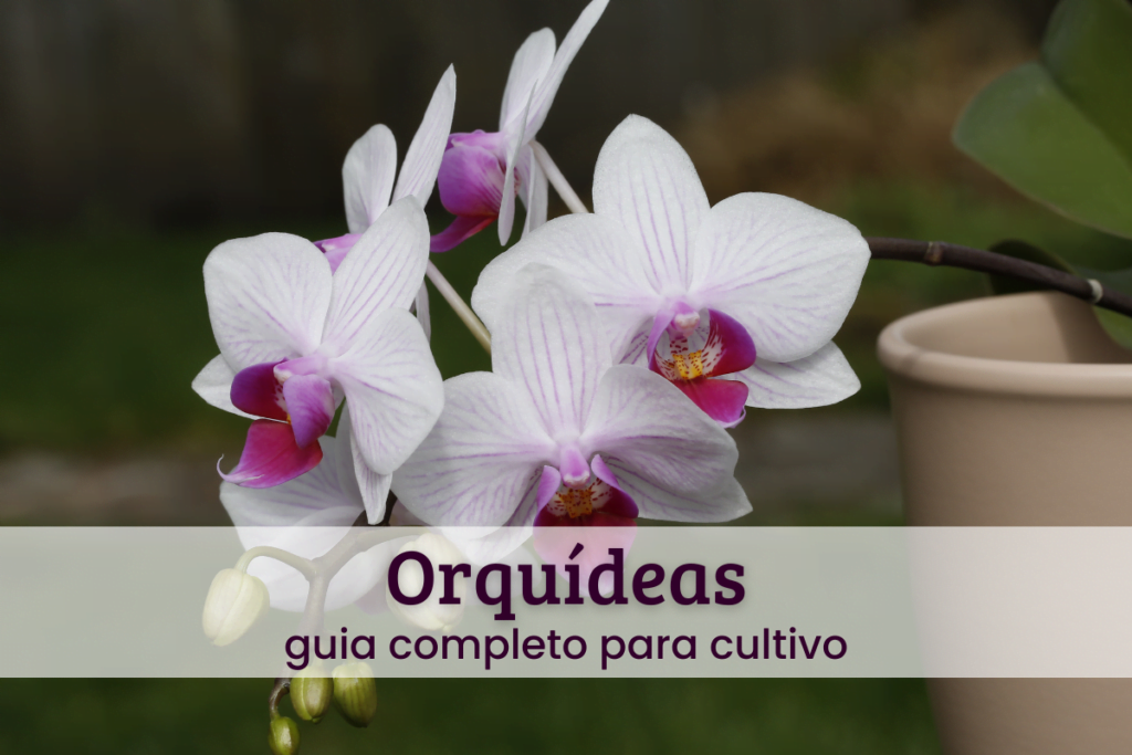 Loja 18 Orquídeas.
