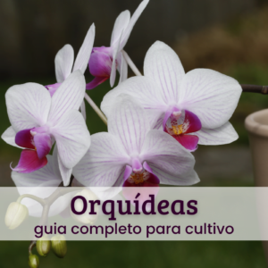 Orquídeas.