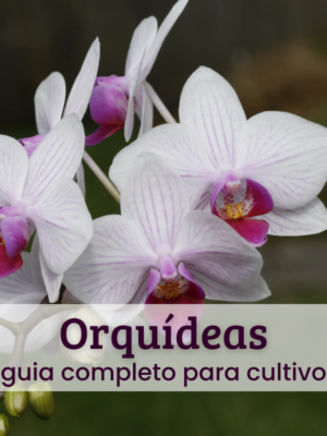 Orquídeas (1) Orquídeas.