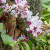 Orquídeas